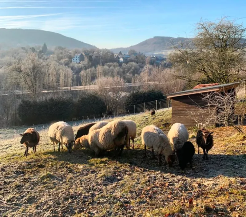 Resident animals on the grounds